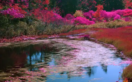 цветы, весна, озеро, многоцветный, природа, пиковая страница