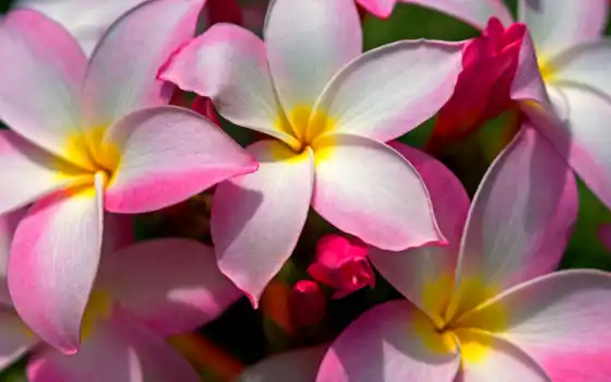 цветы, сантеник, природа, розовый, гавайский