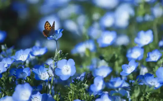 цветы, голубые, лепестки, немофила, поле, бабочка, 