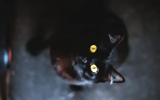 кот, black, черная, смотрит, взгляд, свет, 
