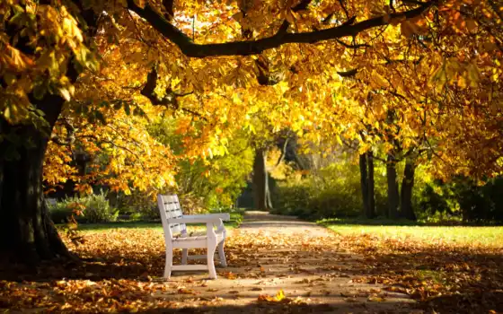 осень, парк, лист, дерево