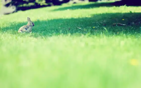 поле, bunny, трава, природа, газон, качество, кролик, tavşan, art, depth, iman