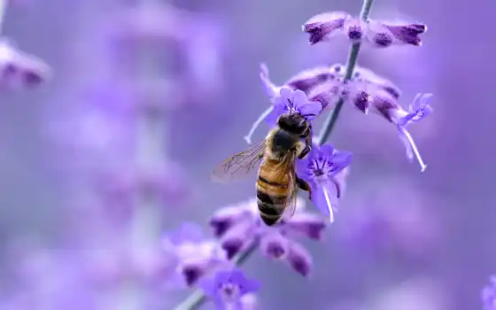 пчелка, purple, цветы