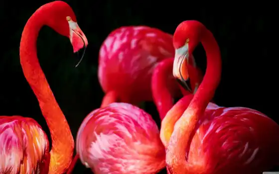 фламинго, птица, розовый, красивый, коллекция