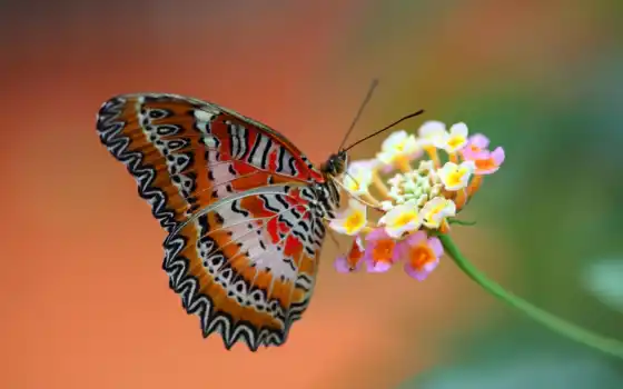 butterfly, flower, animals, red, 