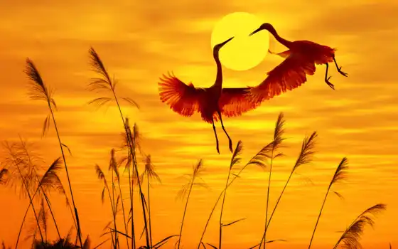 птица, закат, картинка, sun, солнечный, animal, свет, природа, небо, fly