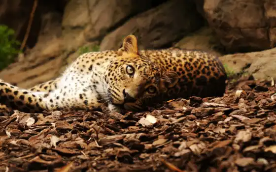 леопард, лежит, взгляд, камни, листья, ягуар, картинка, кошка, отдых, картинку, 
