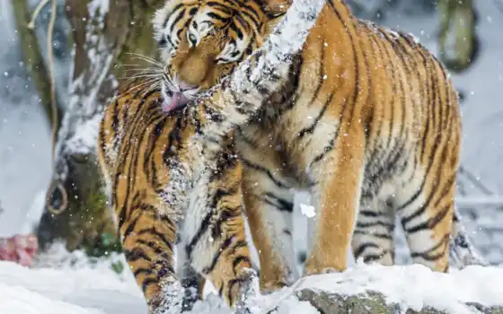 тигр, снег, siberian, amur, зимние, большая, 