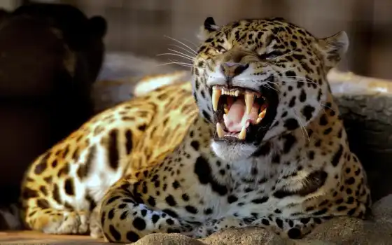 животное, эмоция, леопард, телегра, орлан, jaguar, больные, маньяки, свиньи