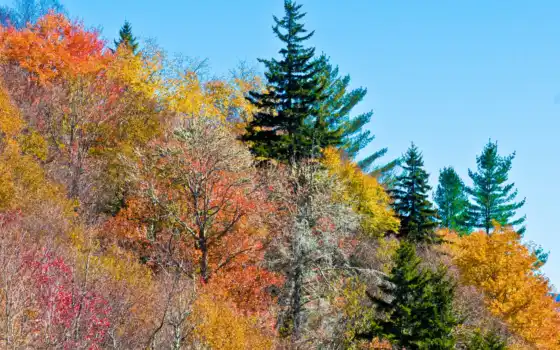 ретро, осень, зелень, синее, под, красочные, русский, ретро, лес