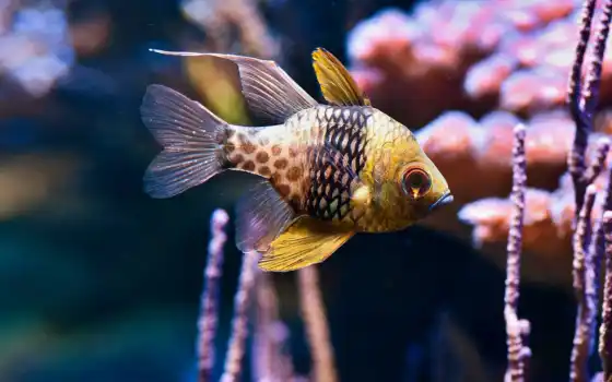 fish, underwater