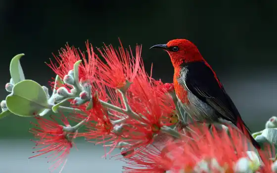 птица, красный, природа, цветы, медоед, музыка, черный, алый, животное, новый, злой