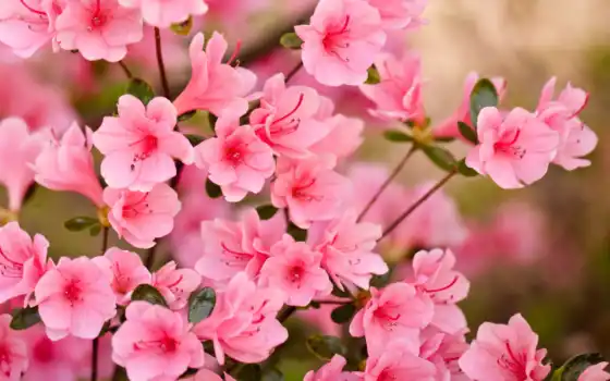 цветы, розовый, лепестки, весна