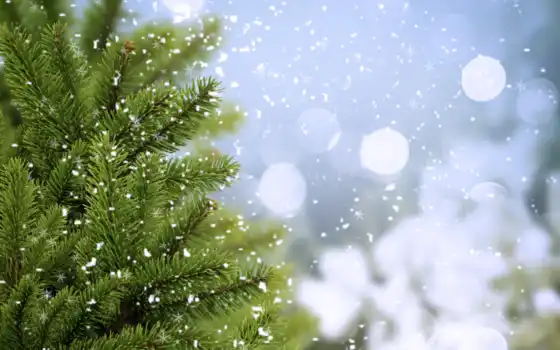 winter, ёль, ветки, холод, зелёный, елка, eli, trees, снег, высоком, 