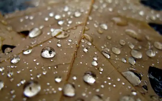 water, drop, makryi, лист