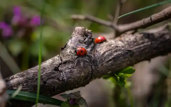 ladybug, twitter, коровка, springword