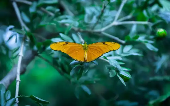 бабочка, оранжевый, desktop, zhivotnye, insects, крылья, wings, 