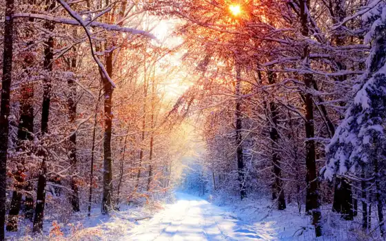 зима, лес, дерево, сосна, свинка, заклинание, солнце