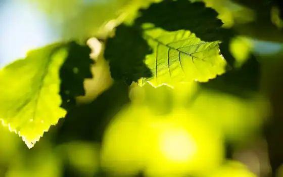 листь, зелёный, дерево, добавит, listik, солнце, priroda, fonwall, бесплатный, зелёный, makryi