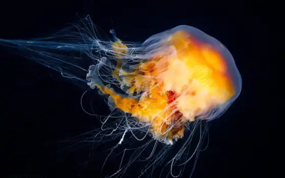медузы, мариондан, впадины, медузы, неизвестные, морские, аурелия, медуз, взгляд, вы,