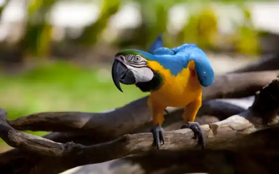 macaw, почерпнутый, свиные, голубые, почерпнутые, свиные, желтые, оптом,