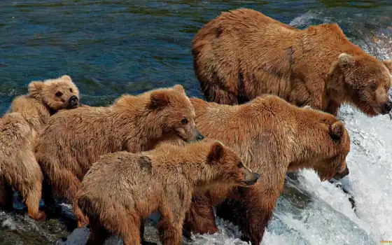 медведей, медведь, яндекс, цыплята, река, медведь, горный, животный,