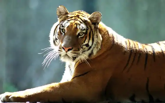 тигр, китаянка