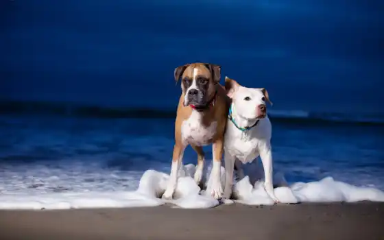 собака, boxer, море, animal
