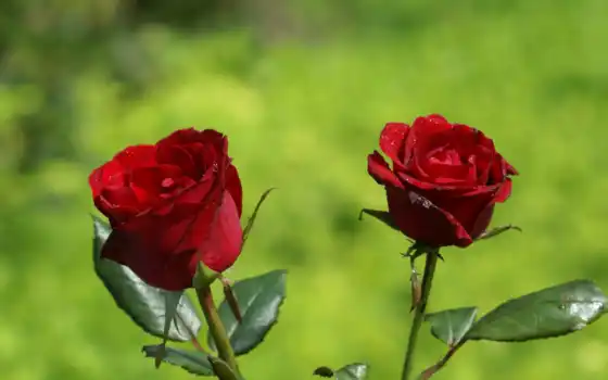 цветы, роза, красный, взлет