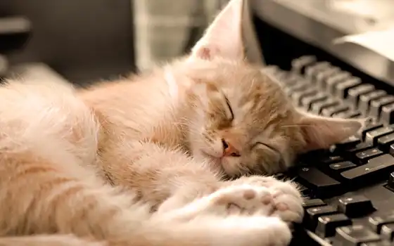 кот, когда, спящая, джейн, спит, умиротворяющего, зрелища, 