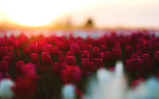 цветы, красный, тюльпаны, запас, бука, фото, весна,