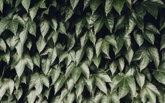 leaf, bush, листва, see