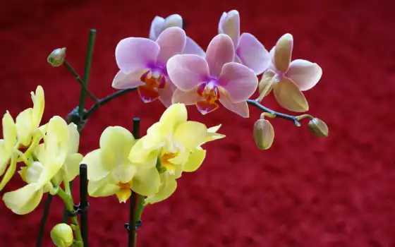 красивые, орхидеи, цветы, самые, рисунки, 