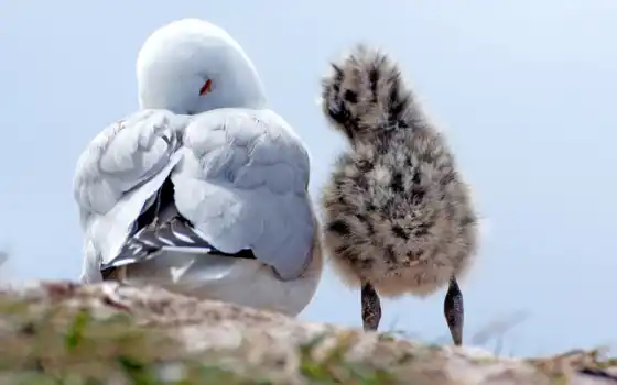 краснокнижная чайка, чайка, клюв, фауна, пушистый птенец, голандия, лес, красный, сон, изюм, шипочка