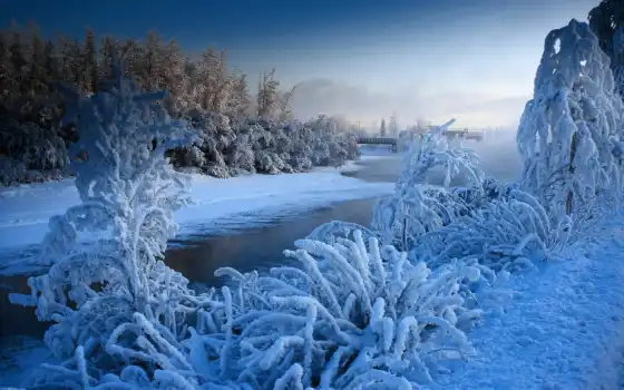 зима, лес, деревья, река, горнолыжный цвет, вид,