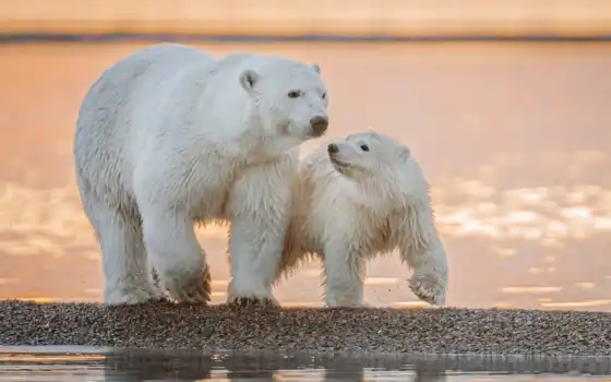 медведь, полярное, детское, арктическое, детское