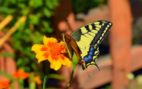 swallowtail, бабочка, yellow
