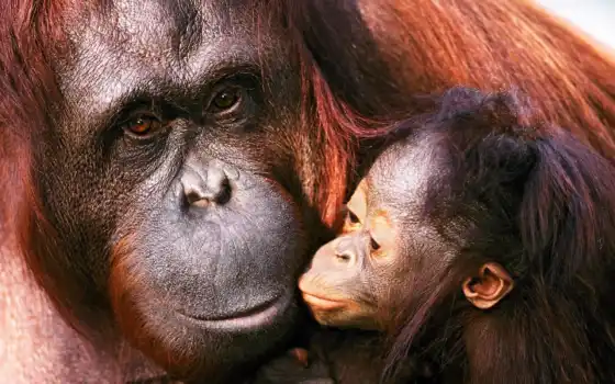 звери, детёныш, семья, мама, орангутанги, 