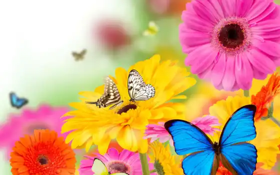 цветы, бабочки, весна,