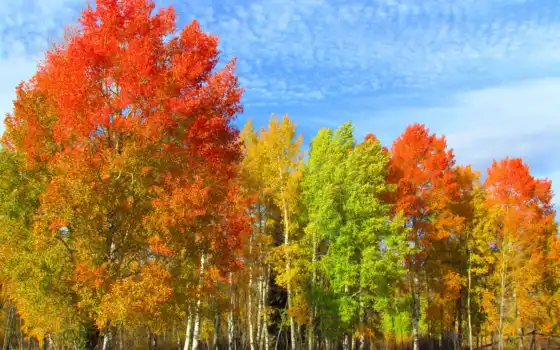 деревья, осень, календарь, фото, серебро,