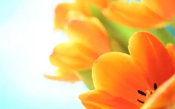 тюльпан, цвет, весна, makryi, русский