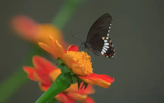 бабочка, тапис