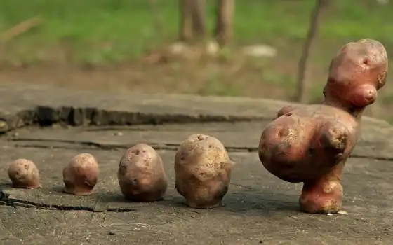 картофель, tuber, эволюция, numb