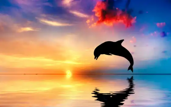 дельфина, красивый