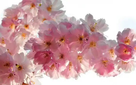 цветы, вишня, весна, розовый, сакур