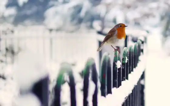 птица, зима, снег, заборъ, животное