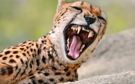 гепард, злой, хищник, кот, большая, морда, зевает, бежит, 