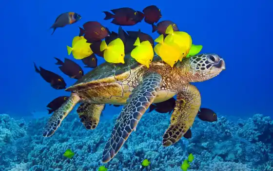 ,, морская черепаха, позвоночное животное, hawksbill sea turtle, olive ridley sea turtle, loggerhead sea turtle, green sea turtle, черепаха, kemp's ridley sea turtle, морская биология, пресмыкающееся, coral reef fish, морская жизнь, морское млекопитающее, обои, коралловый риф, океан, море