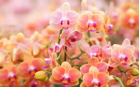 цветы, орхидея, цветение, утро, хороший