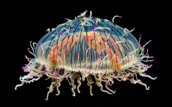 jellyfish, красивый, миро